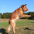 Dogs - big dogs, small dogs, great dogs jumping up on you! 9.0