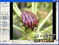 GdViewer Pro ActiveX 4.5.0