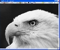 Capture View 5.6
